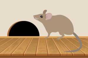 How to prevent rodent damage in your Lubbock, TX home