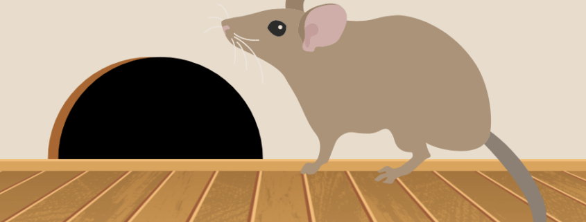 How to prevent rodent damage in your Lubbock, TX home